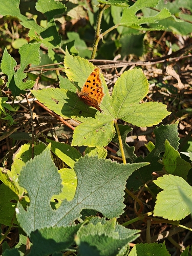 Asian Comma