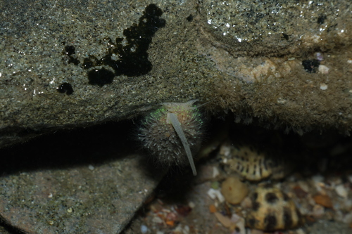 Nassarius albescens observed 2026-10-02