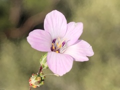 Linanthus orcuttii