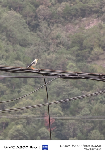 Red-billed Starling