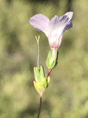 Linanthus orcuttii