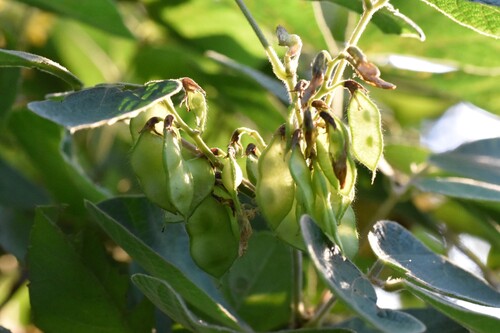 Rhynchosia volubilis observed 2026-10-01