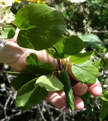 Viburnum ellipticum