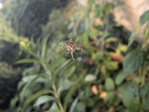 Cross Orbweaver