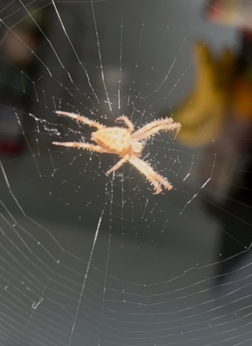Cross Orbweaver