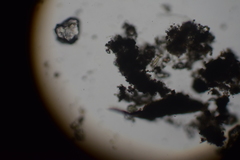 Gastrotricha