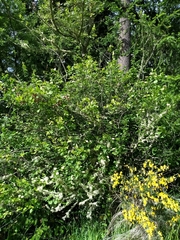 Viburnum ellipticum