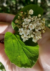 Viburnum ellipticum