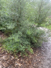 Pholiota highlandensis