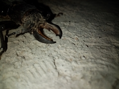 Mallodon chevrolatii