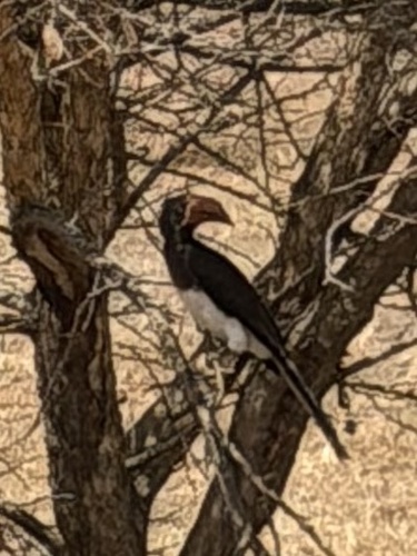 iNaturalist image