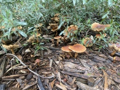 Pholiota highlandensis
