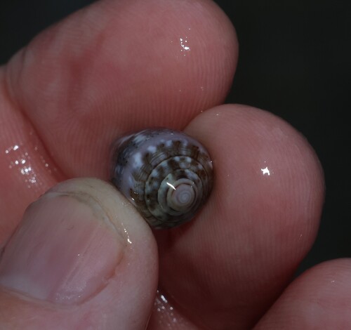 Conus coronatus observed 2026-10-02
