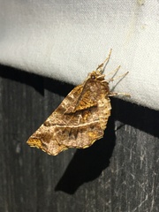 Selenia alciphearia