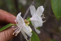 Rhododendron minus