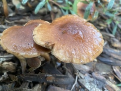 Pholiota highlandensis