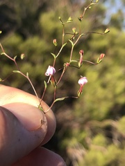 Nemacladus longiflorus