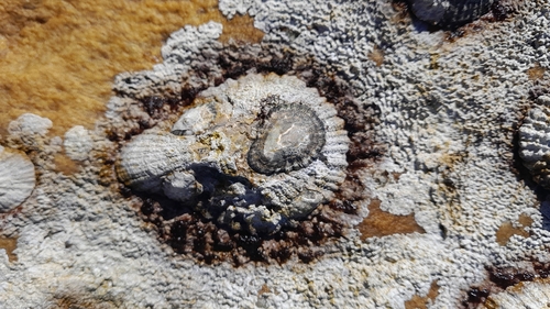 Patella cochlear, 2026-09-29
