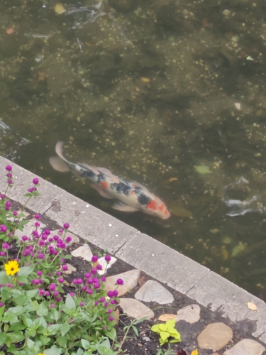 Amur Carp