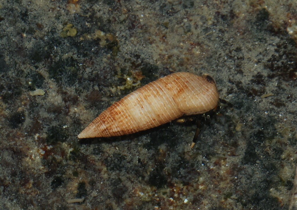 Cerithium nesioticum