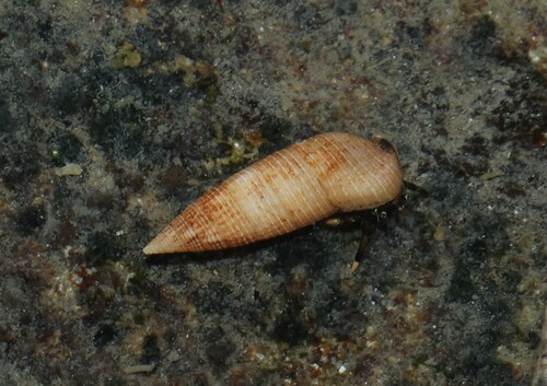 Cerithium nesioticum observed 2026-10-02