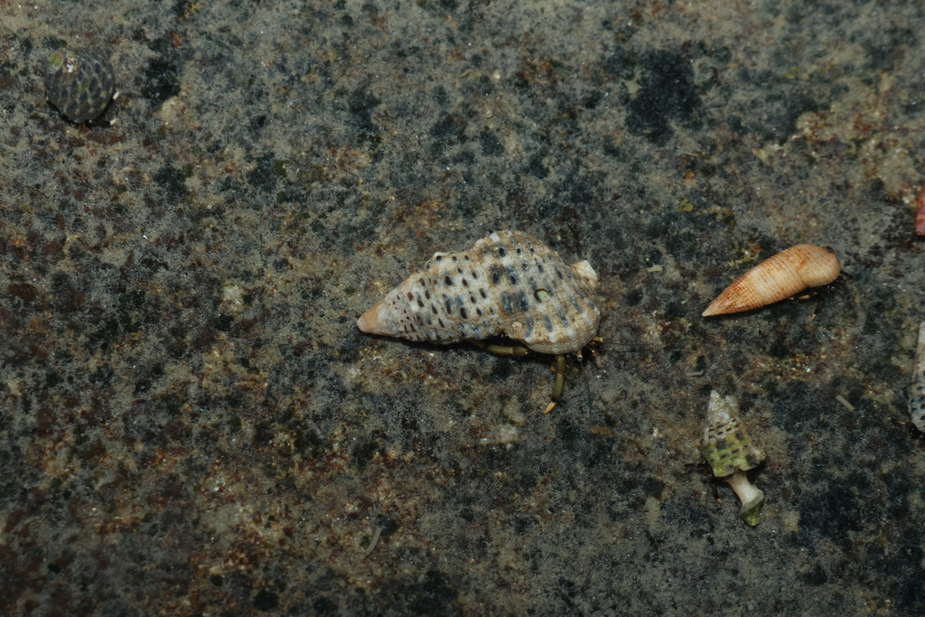 Clypeomorus petrosa