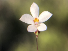 Nemacladus longiflorus