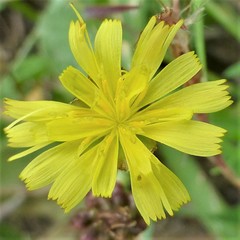 Crepis zacintha