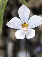 Nemacladus longiflorus