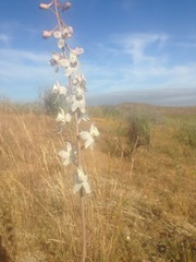 Delphinium gypsophilum