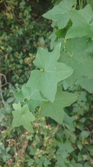 Magnoliopsida
