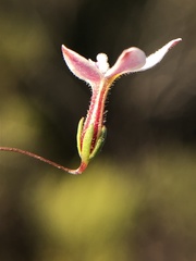 Nemacladus longiflorus