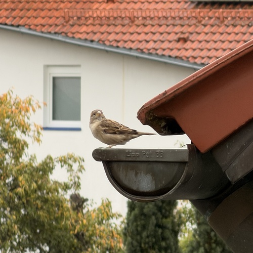 House Sparrow