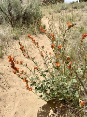 Sphaeralcea munroana