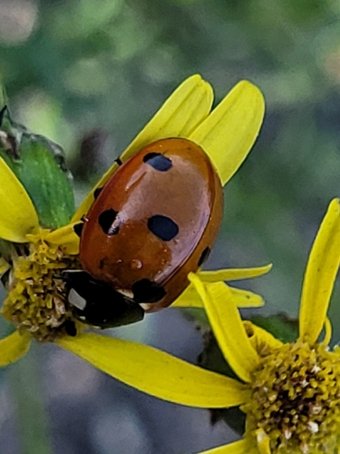 Seven-spotted Lady Beetle