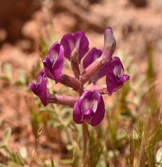 Astragalus amphioxys