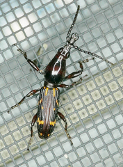 Arrhenodes minutus