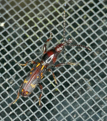 Arrhenodes minutus
