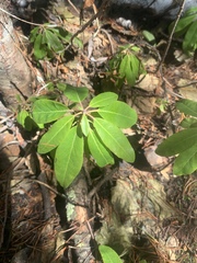 Rhododendron columbianum
