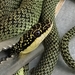 Golden Tree Snake - Photo (c) quadrangularis, some rights reserved (CC BY-NC), uploaded by quadrangularis
