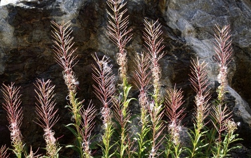 fireweed