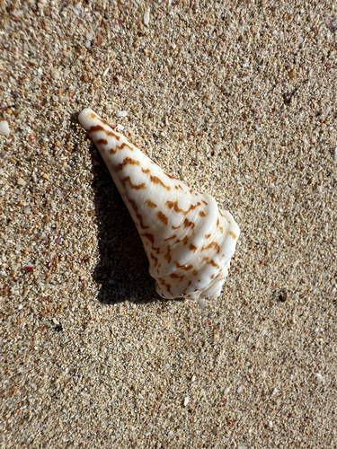 Lambis chiragra observed 2026-10-02