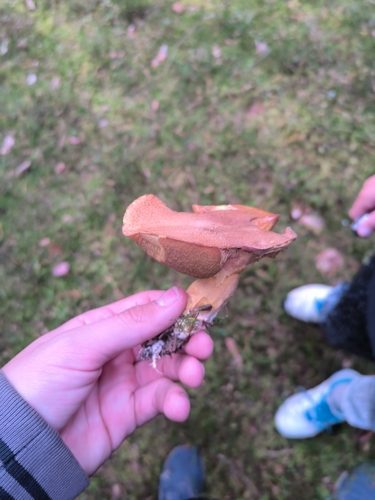 Velvet Bolete