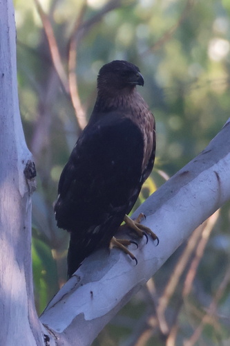 iNaturalist image