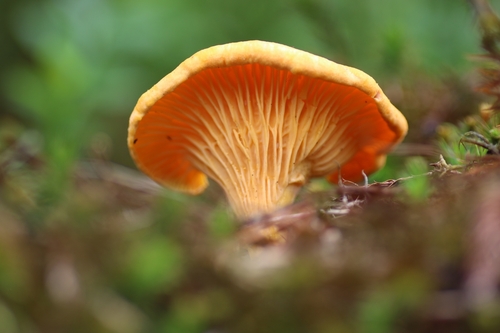 Golden Chanterelle