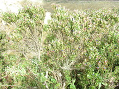 Monnina phillyreoides