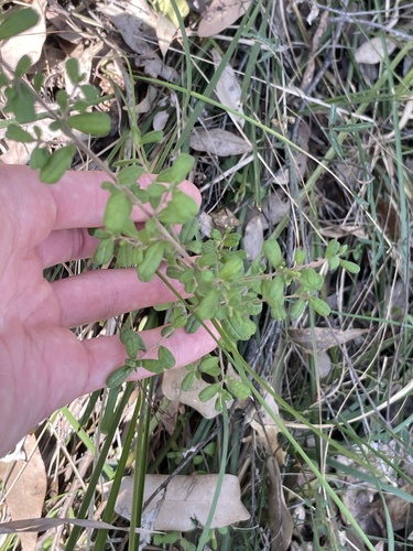 Hibbertia aspera observed 2026-09-24