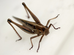 Austracris guttulosa