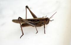 Austracris guttulosa