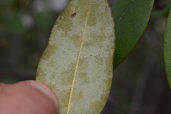 Rhododendron minus